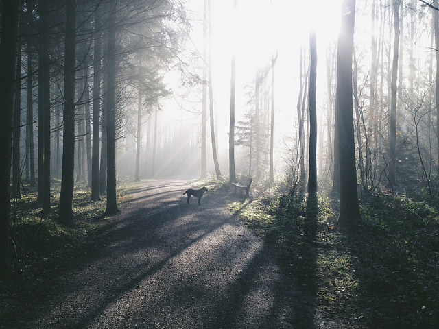 rosesinaglass:  Show me the Light by FlavioSarescia on Flickr.