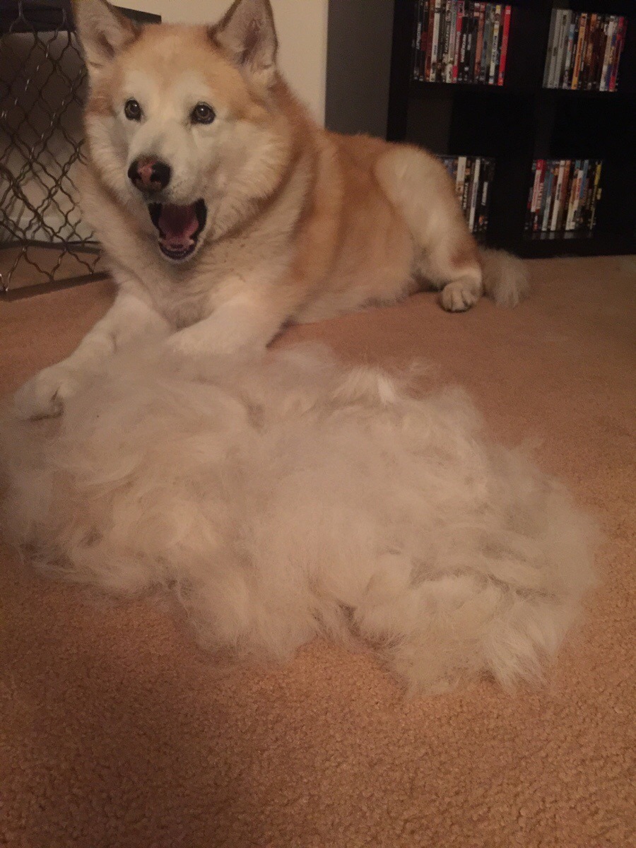cute-overload:  My dog was just as shocked as I was on the amount of hair in his
