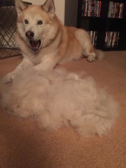 cute-overload:  My dog was just as shocked as I was on the amount of hair in his weekly combing.http://cute-overload.tumblr.com source: http://imgur.com/r/aww/12jWeYT