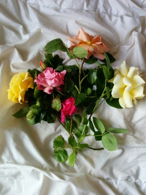 plant-pixiee:  Pretty roses from my garden.