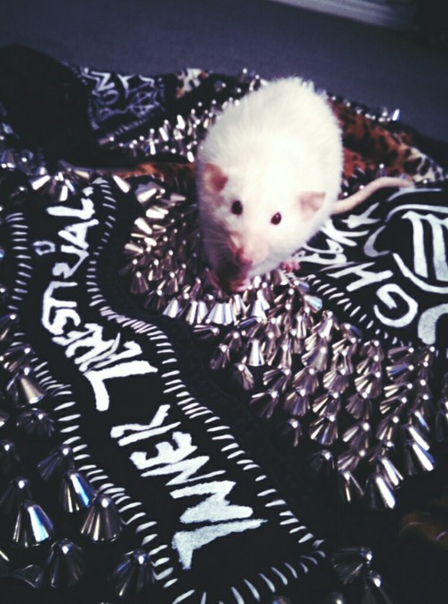 terrorfoster:  Its DUNCAN my old ratand another case of someone using an image that doesnt belong to them with no credit to owner  Wittle baby terror