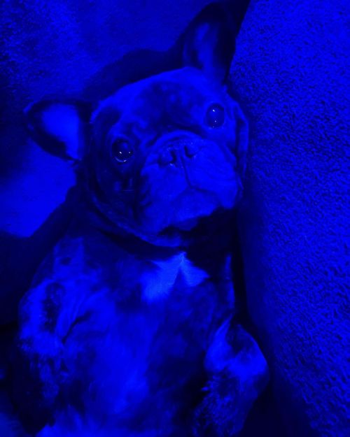 Glow In The Dark  •  He’ll always be  My Puppy, so here’s a  photo of  #MacintoshTheFrenchie aka  