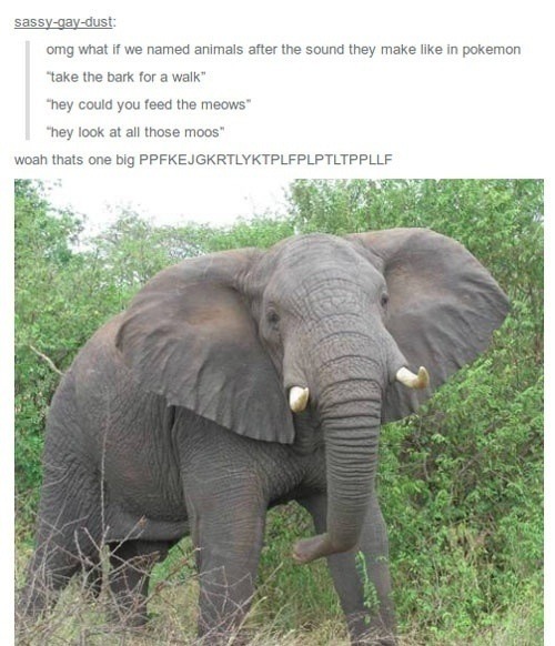 i-have-no-gender-only-rage:  Tumblr and Pokemon Part 14  Tumblr and Pokemon Part