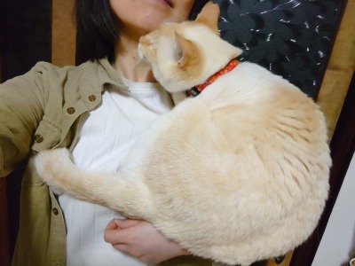 straycatj:オレはてのりのねこですI’m on her arm… 