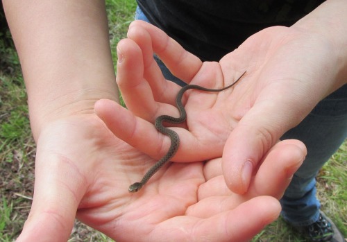 shadowkira:  Baby Northern Water Snake  adult photos