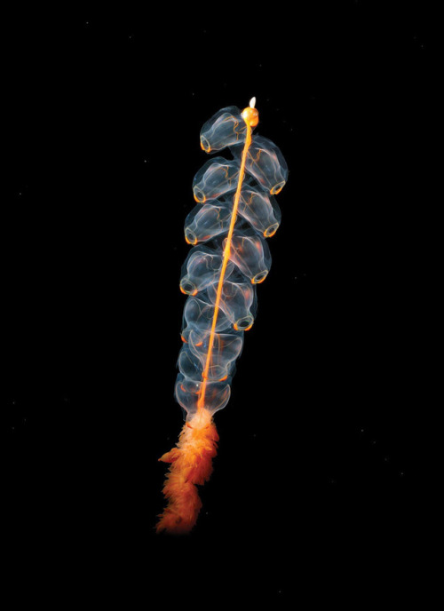 The pelagic siphonophore Marrus orthocanna