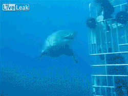 blazepress:  The biggest great white shark