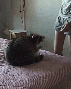 thenatsdorf:Playtime with raccoon makes cat