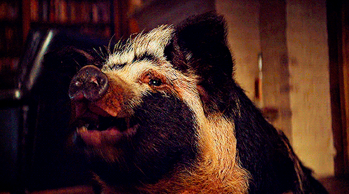 Did That Pig Just Open The Door?