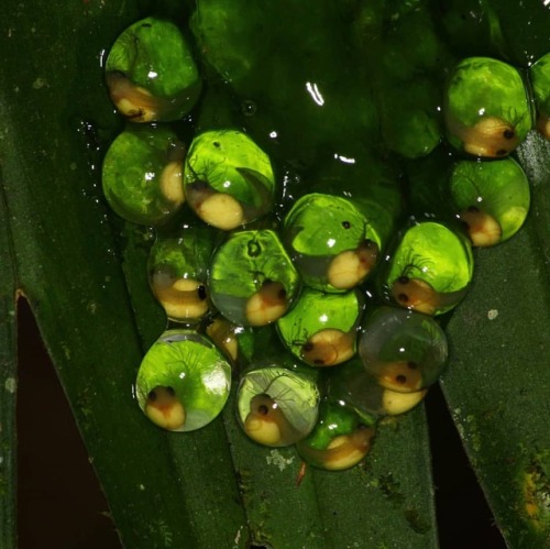 Red eyed tree frog eggs are laid under leaves situated above ponds.  #amphibians #agalychniscallidry