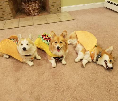 taco dogs
