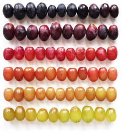 itscolossal:Photographer Brittany Wright Captures Foods in Colorful Gradients