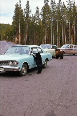 fuckyeahvintage-retro:  Begging bears, Yellowstone