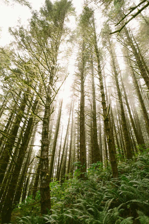 thomaslawn:Fog on the Oregon Coast.Available on Society6© Thomas Lawn, 2015Instagram | Tumblr | Webs