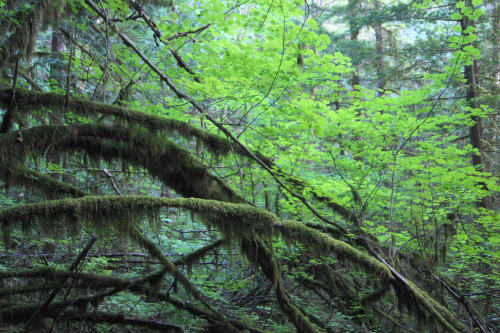 Doug Maple Tree, arched boughs by Karl Vietnieks