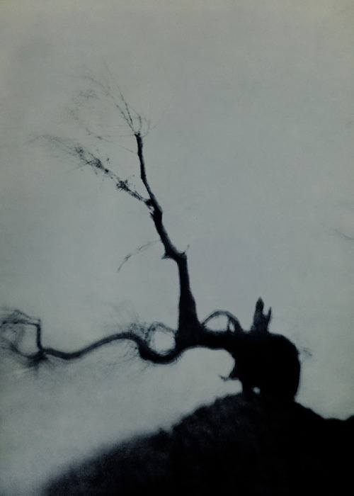 billyandhells:mein Freund, der Baum 