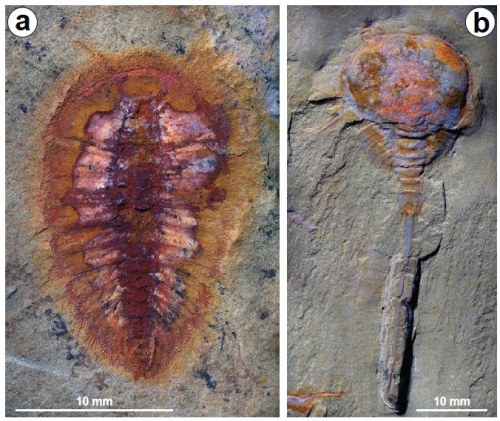 For #fossilfriday, meet the Fezouata BiotaIn 2010, a paper on the Fezouata formation in the Anti-Atl