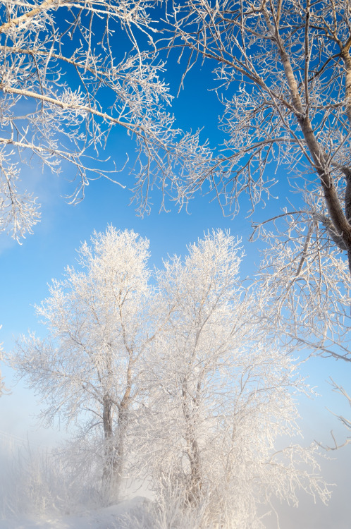 this-is-wild:Winter Birch by Aleksandr Prokopenko