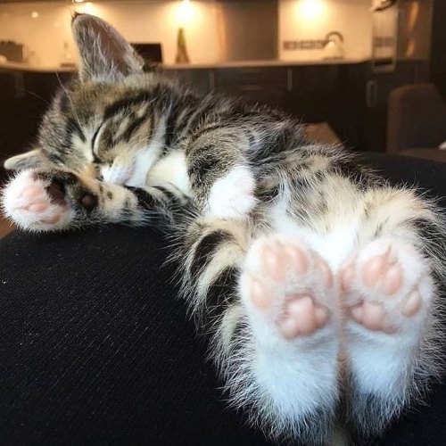 daily–cats:  Aww look at those paws