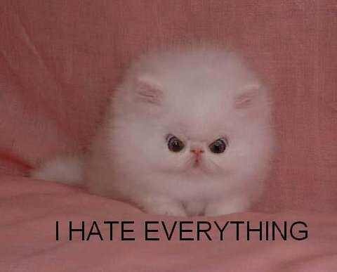 seananmcguire: sophiaslittleblog:  tzikeh:  owl-librarian:  sasgalula:  coolcatgroup: