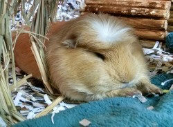 diaryofarescuedpig:  daysofourpigs:  When you’re tired and furry potato AF ;3  This pig looks like Miss Havisham