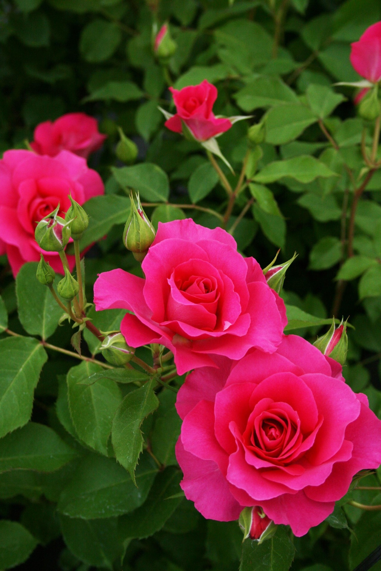 Rosa Verte Urara うらら 濃いローズピンクの花は 数輪の房咲きです 花もちもよく雨にも強い