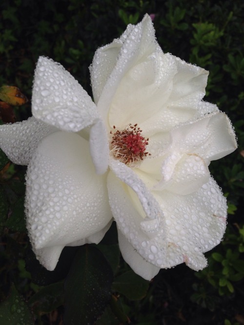 dorkyplant:  pretty rainy flower