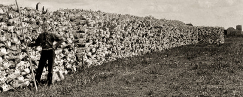 A wall of bison bones at Saskatoon, Canada, 1890. Bison were so numerous that a herd in Kansas took 