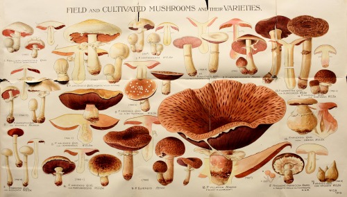 wapiti3: Guide to Mr. Worthington Smith’s drawings of field and cultivated mushrooms and poiso