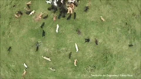 bobbycaputo:    Over 900 Rescued Dogs Roam Freely on Costa Rica’s “Land of the Strays” If anyone is looking for me, you know where to find me 
