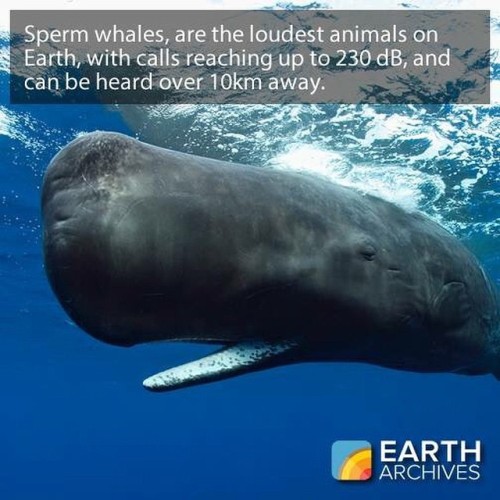 Woops! Correction! Sperm whales are actually the loudest animals on Earth. Special thanks to Alex Ra