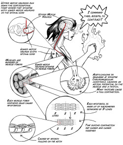 freshphotons:  DIY Home Electrophysiology Experiment on Muscle Fatigue, Backyard Brains. Illustrated by Cristina Mezuk. 