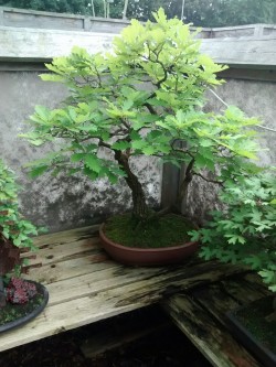 90377:  i visited a bonsai atelier today