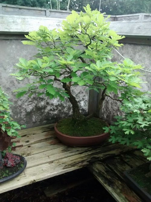 I visited a bonsai atelier today