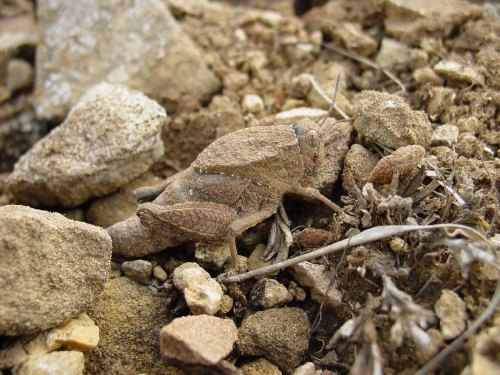 onenicebugperday:deadmothh: fantasticwolfpenguin:onenicebugperday:Robust toad lubber (grasshopper), 