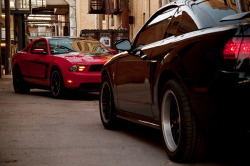 Ford Mustangs