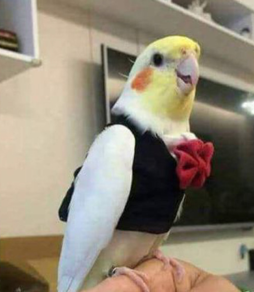 birdhism: Henlo and welcome! I will be your waiter for today.