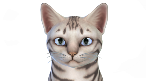 neutralsupply: Loving Gaze - Custom Eye Colors for Cats So, I REALLY hate the EA eyes for the pets. 
