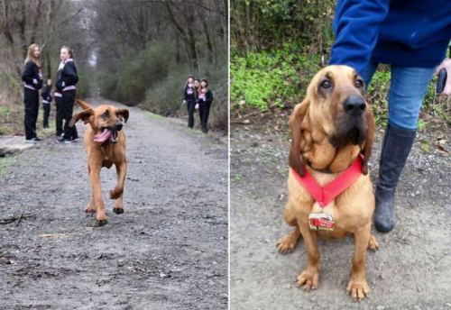 After her owner let her out to pee, this dog accidentally ran a half-marathon and came 7th