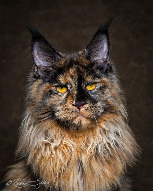 mercifulvoodoo: thevortexbloguk: Portraits of Maine Coon Cats Who Look Like Majestic Mythical Creatu