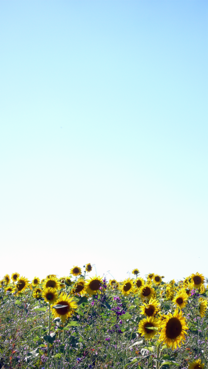 mfkopp:  Sun Flowers | Dürrnast | Germany 