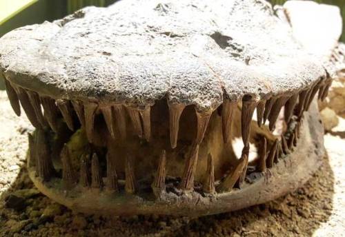 paleochick:SMILE! It’s #FossilFriday! .Eryops’ teeth were covered in folded enamel, making them supe