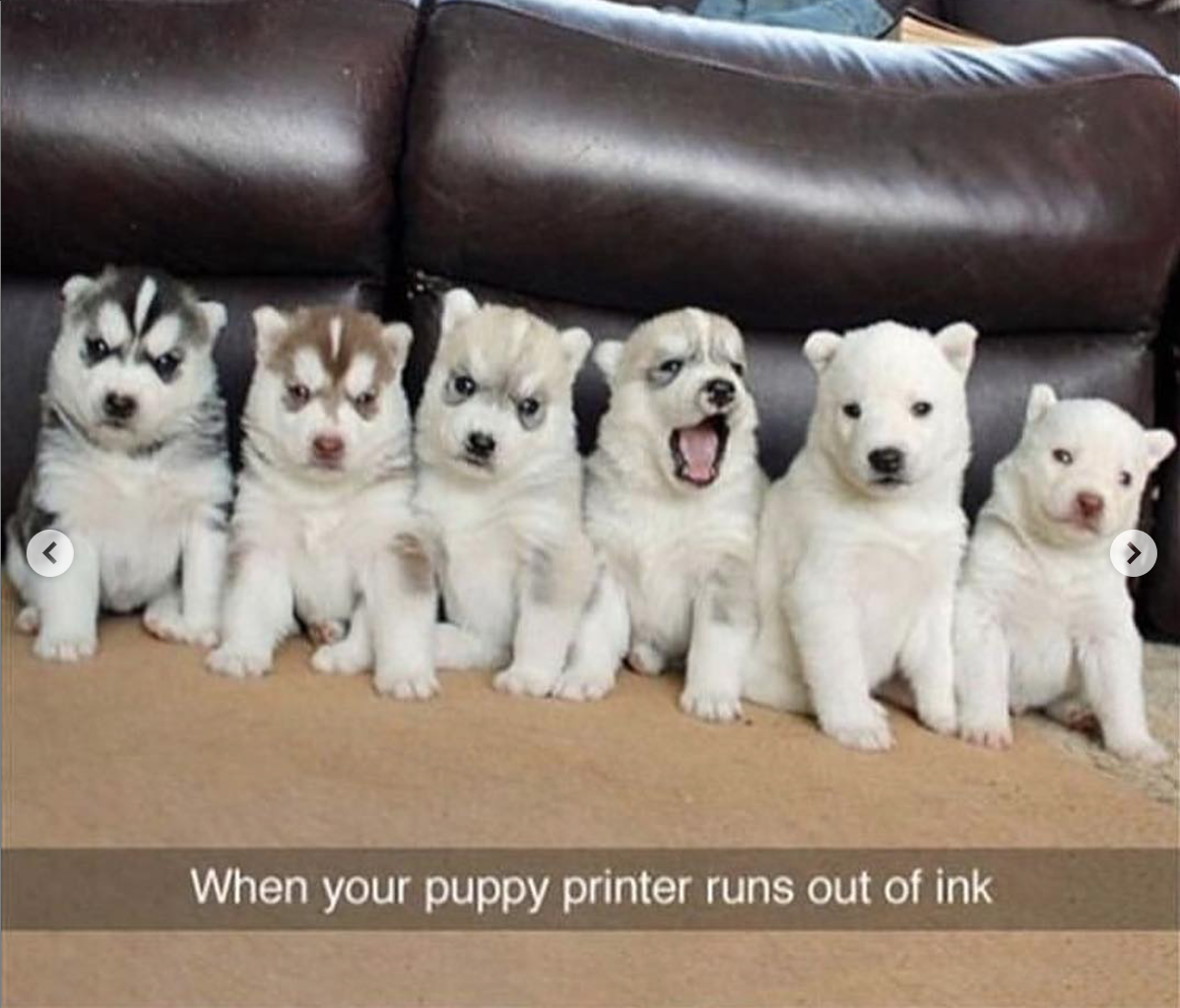 babyanimalgifs:  Dog snaps