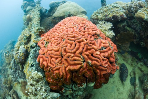 nevver:  You can’t get there from here  brain coral
