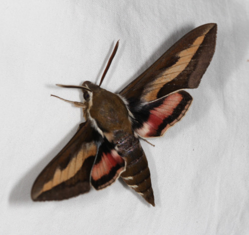 Moth Of The Day #185