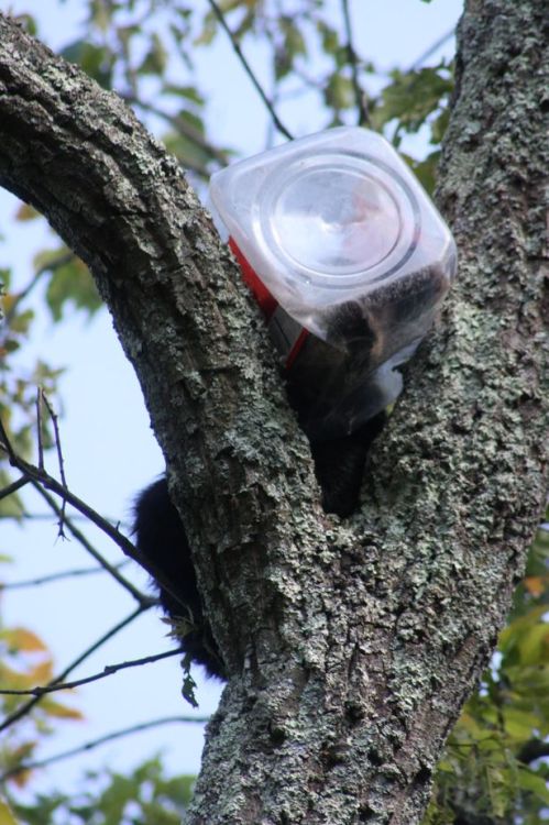 Bear cub stuck in a cookie jar.