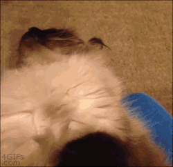 catsdogsgifs:  More Funny GIFs here