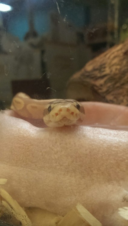 caprisunsport:fried-ferret:Adorable baby ball python snek I saw at Petsmart:3milk boy(sip&rsquo;s he