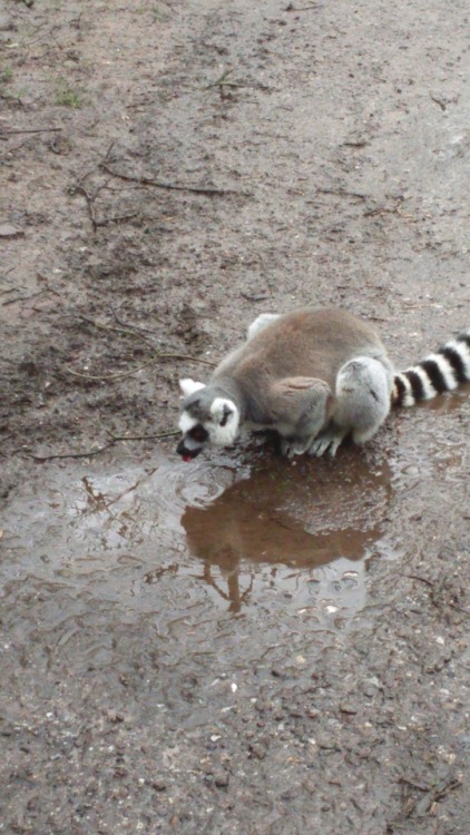 starstarship:@little-brisk This confused Irish lemur would like you to know that she’d share a puddl