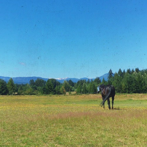 ☀️ #horses #AQHAproud #animals #scenery #landscape #love #besthorseintheworld #bbzz